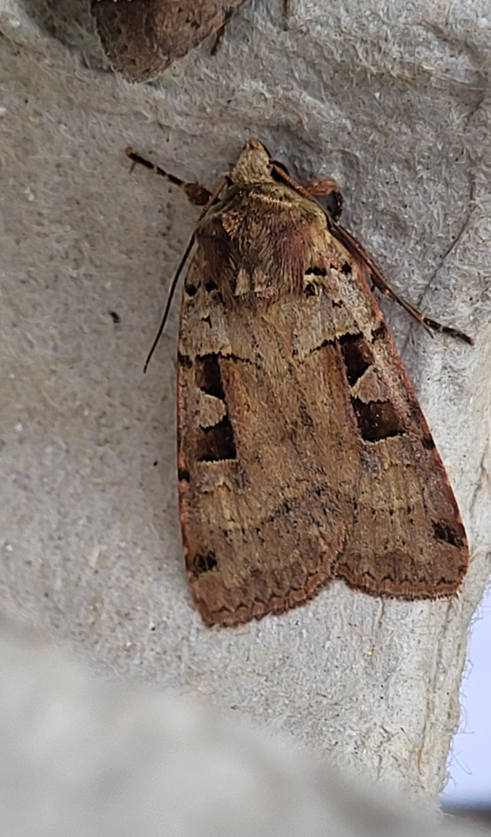 Photo of Double Square-spot (Xestia triangulum)
